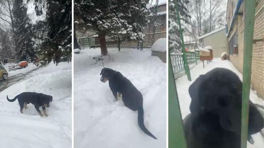 Jeśli ktoś nie pomoże tym psom, to zamarzną na śmierć dziś w nocy