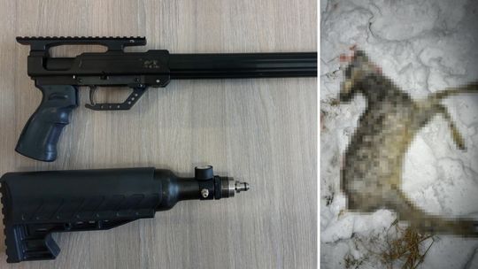 broń kłusownicza i zdjęcie truchła sarny