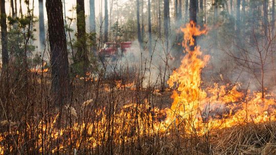zdjęcie przedstawia palące się zarośla w lesie