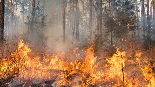 zdjęcie przedstawia palący się las