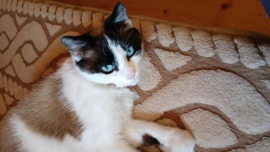 kotka o niebieskich oczach