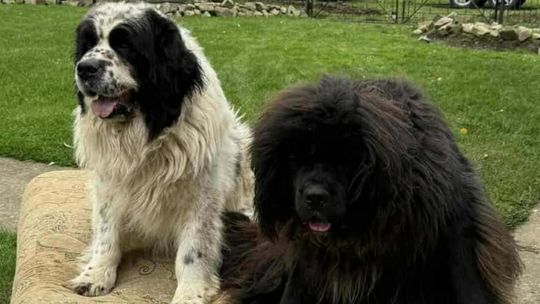 zdjęcie przedstawia dwa psy