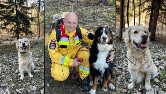 zdjęcie przedstawia psy ratownicze z przewodnikiem