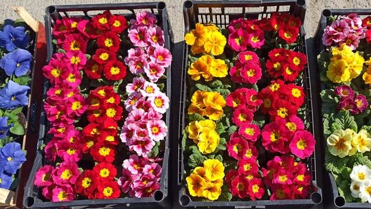 Kolorowe dywany z kwiatów na Maślanym Rynku. Wiosna! [FOTO]