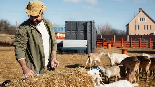 zdjęcie przedstawia mężczyznę w kapeluszu, obok krowy
