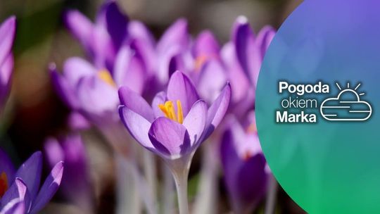 zdjęcie przedstawia fioletowy kwiat