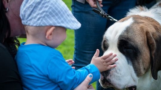 Krajowa Wystawa Psów Rasowych znowu w Gorlicach