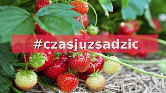 zdjęcie przedstawia truskawki