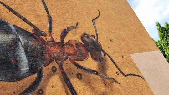 Zdjęcie przedstawia nowy mural z mrówką rudnicą autorstwa Mgr Morsa