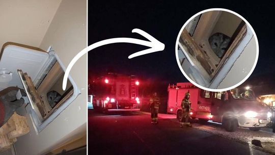 zdjęcie przedstawia sowę w kominie, obok wozy straży pożarnej na drodze