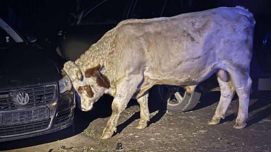Moszczenica. Agresywne byki raniły właściciela zdjęcie przedstawia byka przy samochodzie