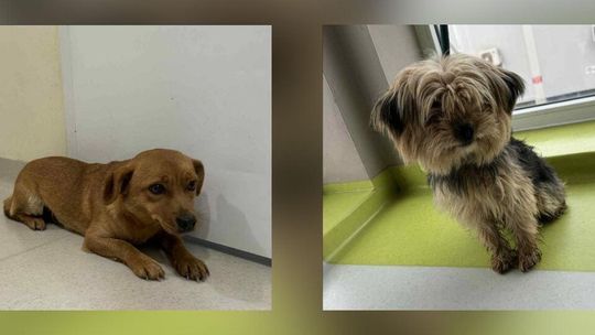 zdjęcie przedstawia dwa pieski