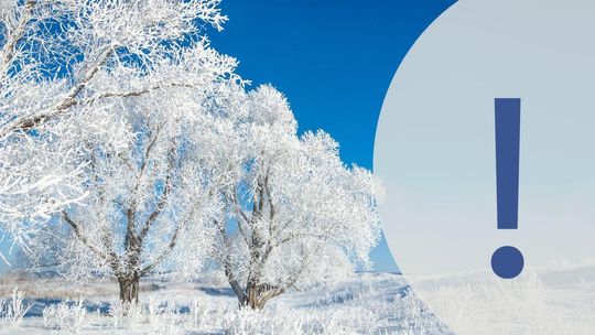 Drzewa pokryte białym szronem