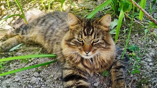 Na Kogutku w Stróżówce zaginęła kotka Motka [AKTUALIZACJA]