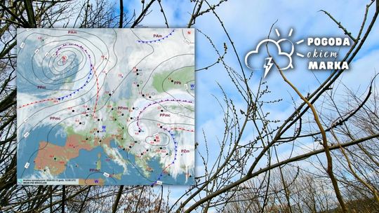 gałęzie drzew z baziami i obok grafika mapy pogody europy