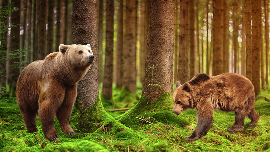 Nadleśnictwo radzi, jak zachować się w przypadku spotkania niedźwiedzia