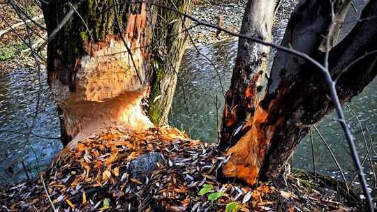 zdjęcie przedstawia podgryzione drzewa przez bobry przy ścieżce pieszo-rowerowej w Gorlicach