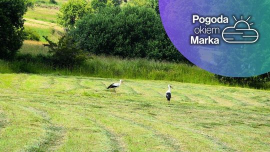 zdjęcie przedstawia dwa bociany na polu