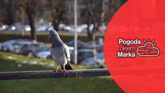 zdjęcie przedstawia gołębia na poręczy