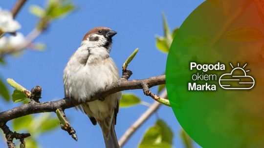 Niedziela jeszcze ciepła. Zmiana na horyzoncie | Prognoza pogody na dziś - halogorlice.info zdjęcie przedstawia ptaka na gałęzi