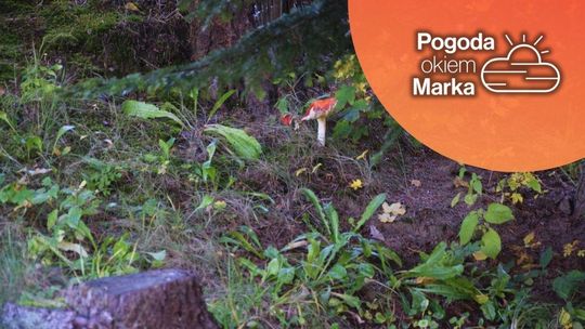 Niedziela na przemian, zachmurzenie i słońce | Prognoza pogody na dziś - halogorlice.info zdjęcie przedstawia trawę i czerwonego grzyba w lesie