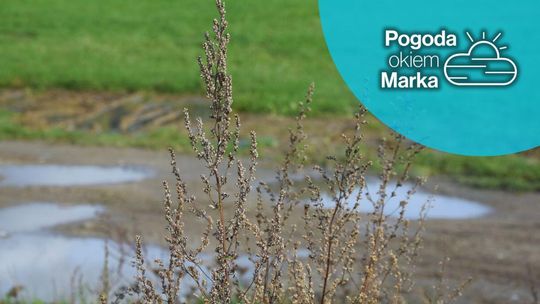 zdjęcie przedstawia trawę