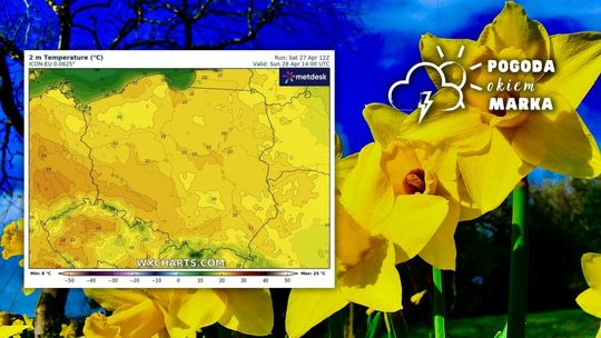 żółte kwiaty w tle niebieskie niebo, obok grafika z prognozą tempreatury w polsce