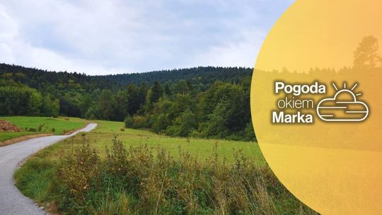zdjęcie przedstawia drogę do lasu