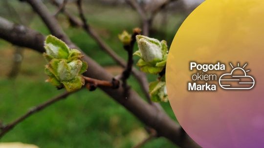 zdjęcie przedstawia gałązkę z pędem na drzewie