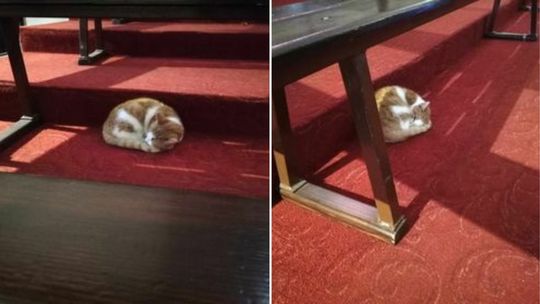 kot leżący na dywaniku w kościele