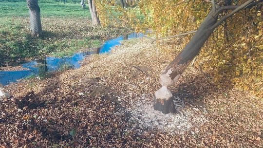 Zdjęcie przedstawia powalone drzewo