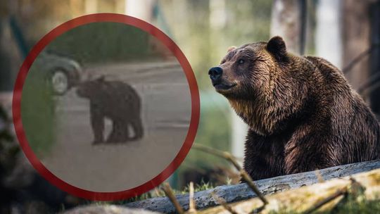 niedźwiedź na ulicach Nowego Sącza