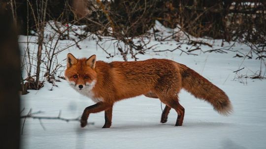 Od dziś szczepienia lisów na Podkarpaciu. Pamiętajcie o tym w czasie spacerów po lasach