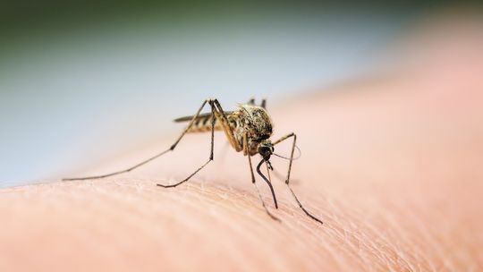 Odkomarzanie skutecznym sposobem na komary w ogrodzie