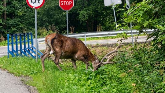 zdjęcie przedstawia jelenia z porożem na trawie przy drodze
