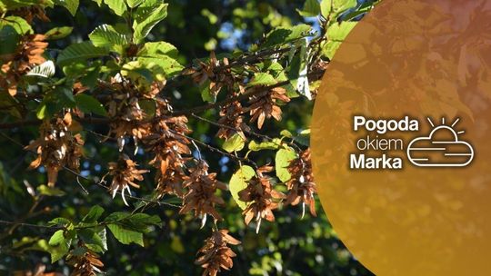 Ostatnia taka niedziela w tym roku? | Prognoza pogody na dziś - halogorlice.info zdjęcie przedstawia zółte liście na drzewie