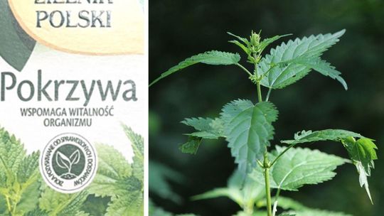 Pokrzywa roślina oraz herbata