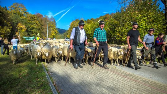 grupa osób idąca przed owcami po jezdni wzdłuż drzew