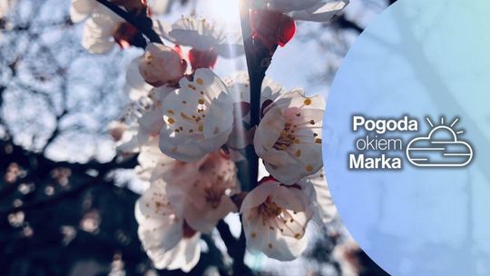 zdjęcie przedstawia kwiat na drzewie