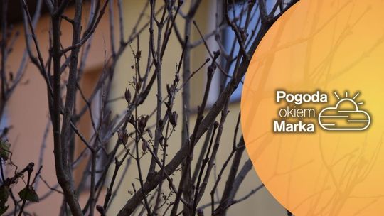 Piątek z aurą w kratkę | Prognoza pogody na dziś - halogorlice.info zdjęcie przedstawia gałęzie bez liści na drzewie