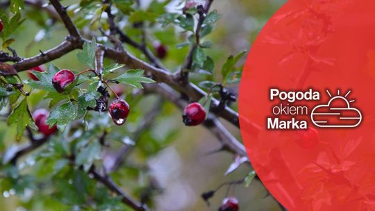 Piątek z opadami deszczu | Prognoza pogody na dziś - halogorlice.info zdjęcie przedstawia mokrą jarzębinę na drzewie