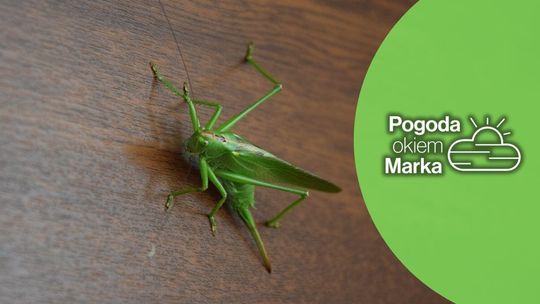 zdjęcie przedstawia konika polnego na biurku