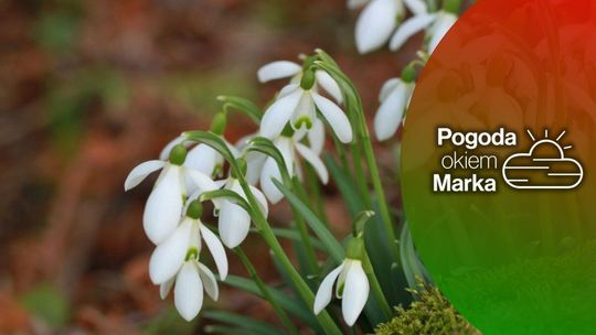 zdjęcie przedstawia białe kwiaty