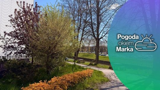 zdjęcie przedstawia krzewy przed budynkiem galerii