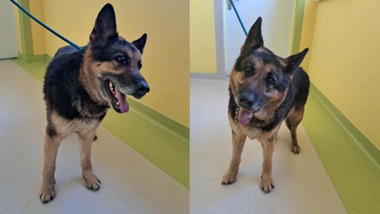 Zdjęcie przedstawia psa