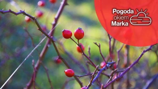 zdjęcie przedstawia czerwone owoce na krzewie