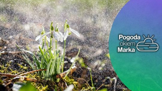 zdjęcie przedstawia kwiat na łące w deszczu