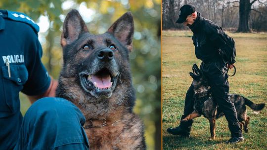 dwa zdjęcia połączone, z lewej strony, pies, w tle mundur policjanta, z prawej policjant wraz z psem w czasie ćwiczeń