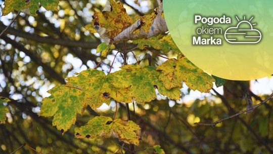 Poniedziałek będzie pochmurny, może popadać | Prognoza pogody na dziś - halogorlice.info zdjęcie przedstawia liście na drzewie