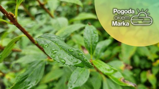 zdjęcie przedstawia krople rosy na liściu